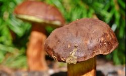 Borowiki i trufle z własnego ogródka? Można uprawiać