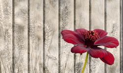 Rośliny o zapachu czekolady