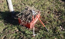 Wiosenne cięcie drzew łączymy z opryskiem