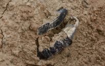 USA: zdjęcia satelitarne przeczą rosyjskiej propagandzie nt. Buczy