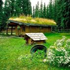 Trawa na dachu? Da się zrobić