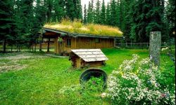 Trawa na dachu? Da się zrobić