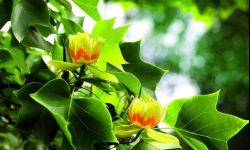 1,3 tysiąca nowych drzew i krzewów do jesieni w Rzeszowie