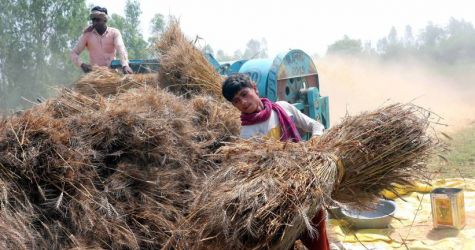 Rząd Indii nieoczekiwanie zakazuje eksportu pszenicy