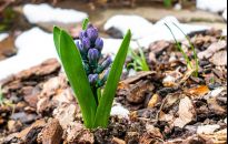 Ściółka ułatwia uprawę kwiatów i warzyw