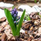 Ściółka ułatwia uprawę kwiatów i warzyw