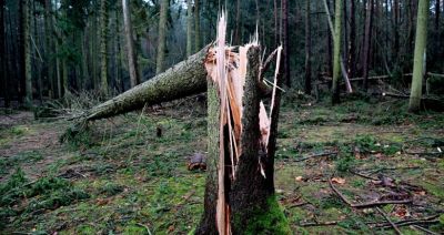 Synoptyk IMGW ostrzega: wichury i burze na północy; wiatr do 95 km/h - może wyrywać drzewa