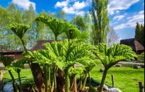 Tysiące zielonych okazów w Arboretum w Bolestraszycach  