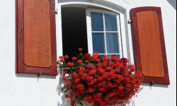 Kaskady pelargonii w oknie