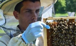 Miodobranie w pasiece  MPWiK w Rzeszowie