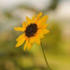 Jak uprawiać topinambur