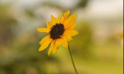 Jak uprawiać topinambur