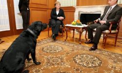 Angela Merkel komentuje próbę zastraszenia jej podczas wizyty u Putina; "dzielna kanclerz musi sobie poradzić z takim psem"