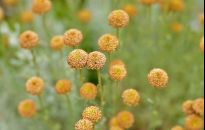 Kraspedia kulista nie tylko na suche bukiety