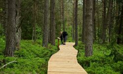 Bieszczady. Torfowisko w Tarnawie Niżnej z nową kładką