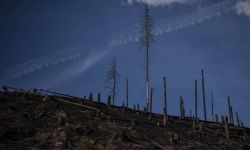 Czechy: strażacy opanowali pożar w Czeskiej Szwajcarii; ogień tli się jeszcze na 600 ha