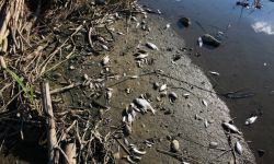 Na polecenie premiera wiceminister infrastruktury i prezes Wód Polskich udają się w czwartek do Oławy