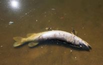 Horała: w tym momencie nie wiemy, kto zatruł Odrę