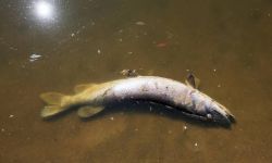 Horała: w tym momencie nie wiemy, kto zatruł Odrę