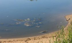 Niemieckie media: w wodzie z Odry wykryto wysokie stężenie rtęci