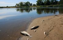 Państwowy Instytut Badawczy: czekamy na próbki ryb z Odry do badania, wyniki najwcześniej w niedzielę wieczorem