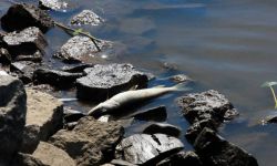 RCB alarmuje o zanieczyszczonej wodzie w Odrze