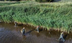 Anna Moskwa: wysokie zasolenie Odry mogło aktywować substancje toksyczne w wodzie lub w osadzie dennym