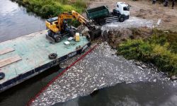 Rzecznik PSP: 80 ton śniętych ryb odłowili strażacy na Odrze