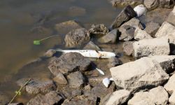 Wojewoda zachodniopomorski: pierwsze śnięte ryby w granicach Szczecina