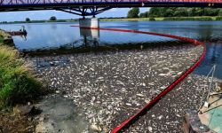 Niemcy: pierwsze wyniki badań wody z Odry nie pozwalają na wskazanie jednej przyczyny śmierci ryb