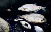 Gosk: po sygnałach o śnięciu ryb próbki wody z Odry zaczęto pobierać 28 lipca