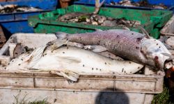 Zachodniopomorskie: ponad 106 ton martwych ryb trafiło do utylizacji