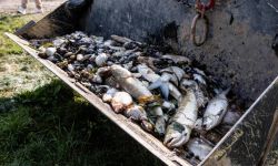 Wojewoda Zachodniopomorski: warunki tlenowe w Odrze ulegają poprawie