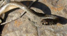 Jeśli nie żmija, to co? Gniewosz plamisty! 