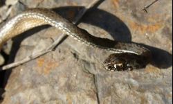 Jeśli nie żmija, to co? Gniewosz plamisty! 