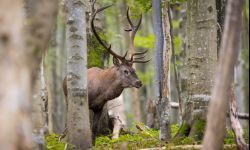 W Bieszczadach rozpoczęło się rykowisko jeleni
