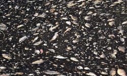 Niemcy: raport ekspertów pozostawia otwartą kwestię przyczyny katastrofy ekologicznej na Odrze