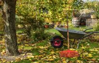 W Rzeszowie suche liście można oddawać ze śmieciami