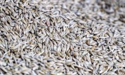 USA: wycofanie się Rosji z umowy ws. zboża wywołało natychmiastowe szkody dla bezpieczeństwa żywnościowego