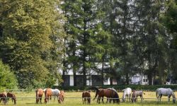 Hanna Sztuka odwołana z funkcji prezes stadniny koni w Janowie Podlaskim