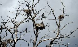 Kujawsko-pomorskie: areszt dla mężczyzn podejrzanych o zabicie kilkuset piskląt kormoranów