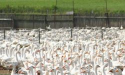 Gęsina na św. Marcina