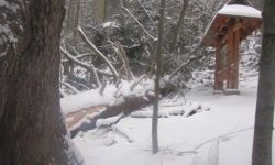 W Bieszczadach wiatr powalił najgrubszą jodłę w Polsce