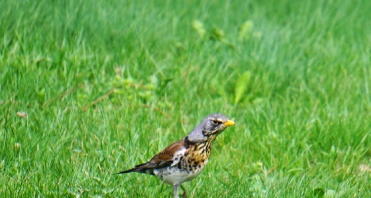 Wiosna 2020 / Wiersz cz.1