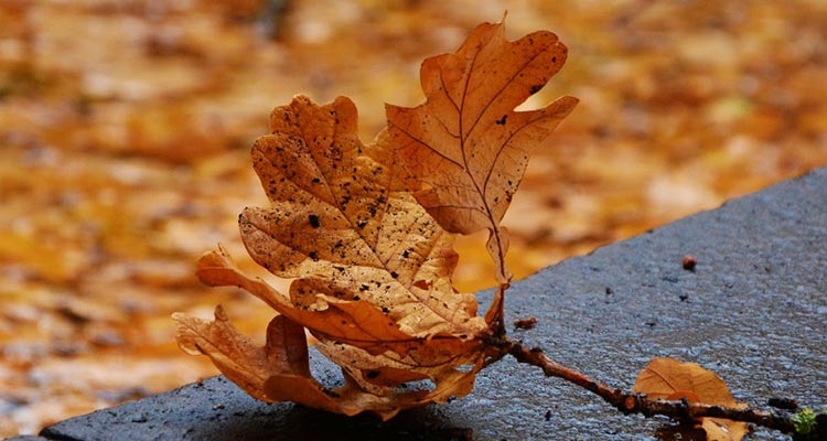 Opadłe liście, jeśli są zdrowe, można spożytkować w ogrodzie. Fot. Pixabay