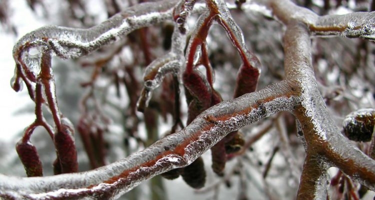 Uszkodzenia mrozowe trzeba od razu zabezpieczyć. Fot. Pixabay