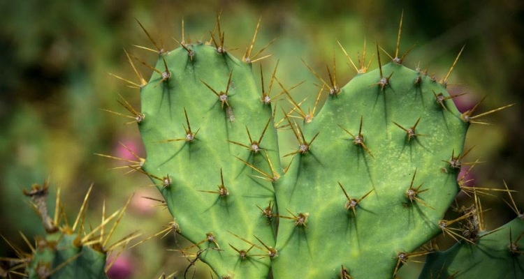 Opuncja to jeden z tych sukulentów, które można uprawiać w ogródku. Fot. Pixabay