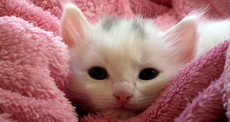 Milutki i przytulny. Poszukujemy ręcznika idealnego na zimę