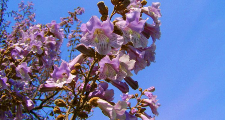 Paulownia tomentosa, czyli drzewko szczęścia to wyjątkowo ozdobna roślina. Fot. Pixabay