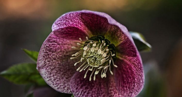 Prace przy ciemierniku wykonujemy w rękawiczkach. Fot. Pixabay